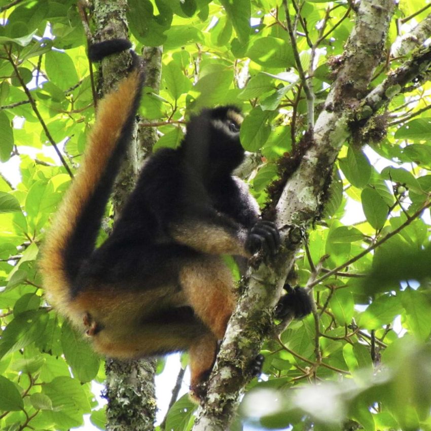 mono-selva-santaelena-arbol-santaelena