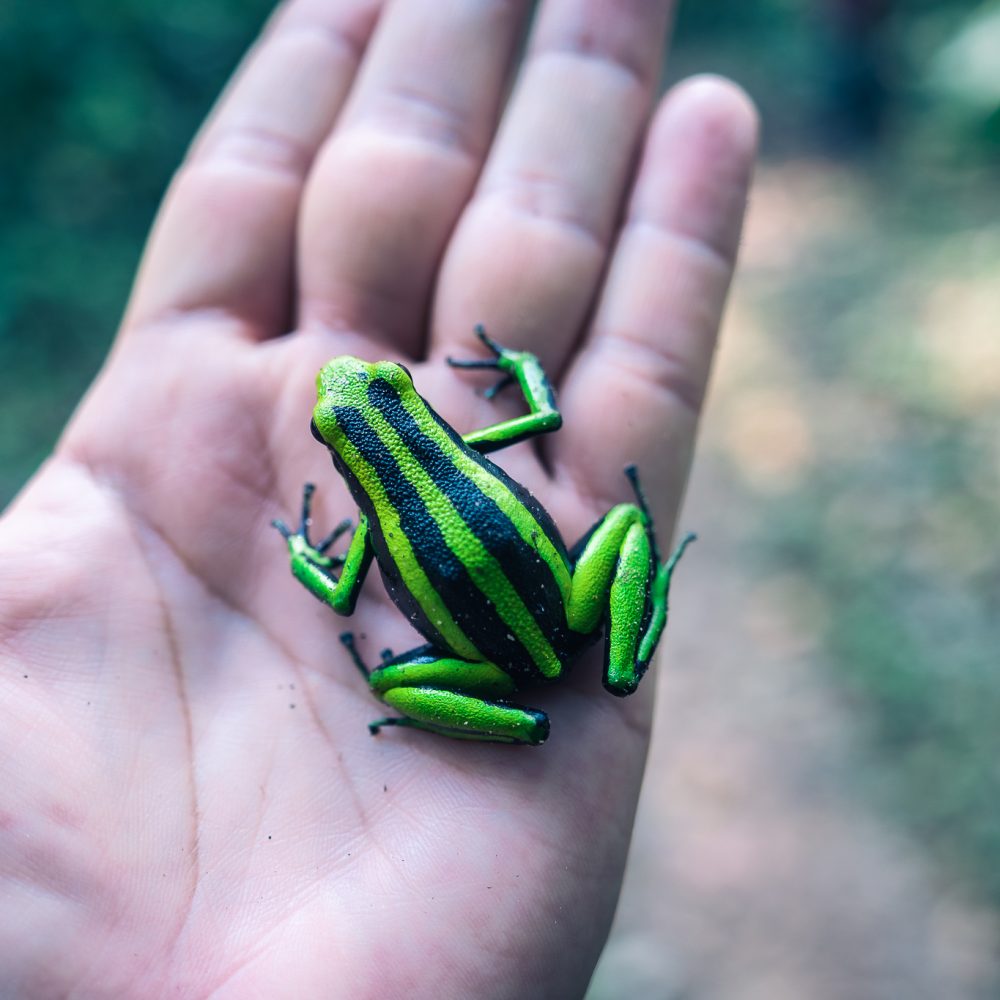 anfibios-ranas-biodiversidad-ecologia-naturaleza-